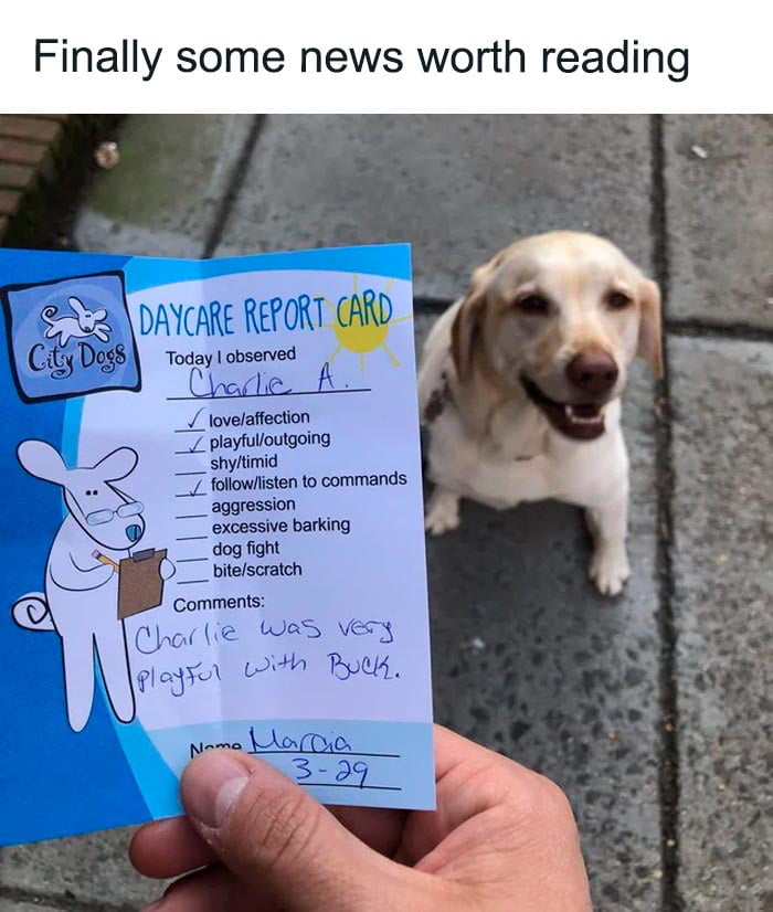 Dog Report Card 9GAG
