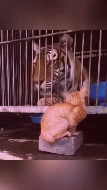 Tiger Cat - 9GAG