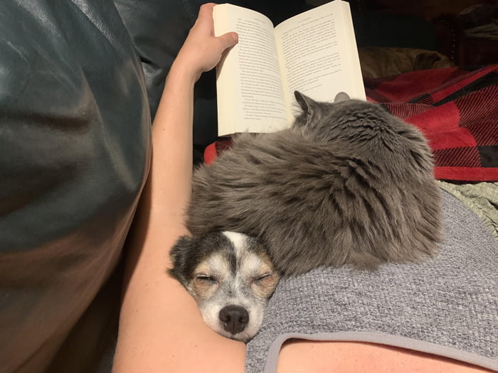 Cozy couch tonight. Can you spot the 3rd cuddler? 9GAG