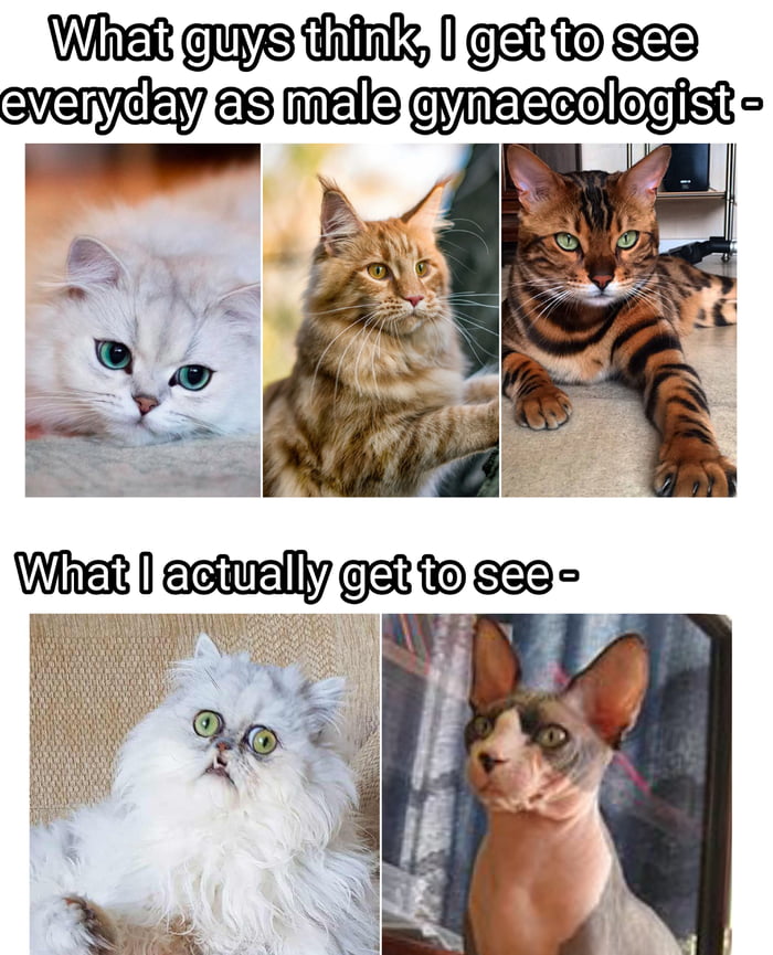 smelly-cat-smelly-cat-9gag