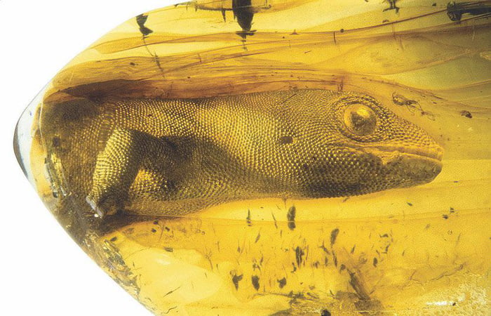 A 99million year old Gekko - Yantarogekko balticus - trapped in amber.