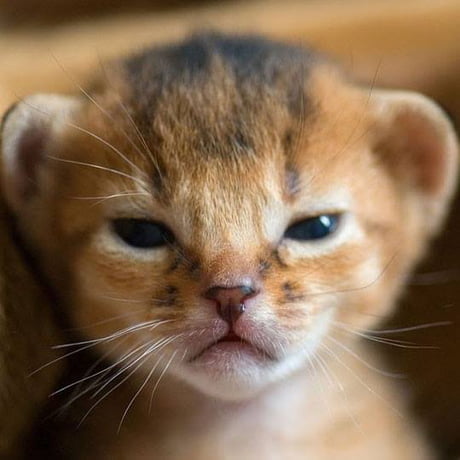 Best Funny angry cat Memes - 9GAG