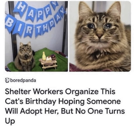 funny cat birthday memes