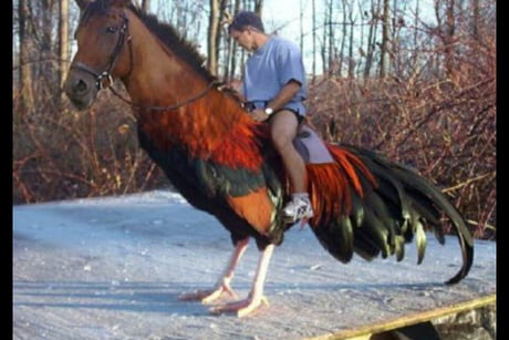 Horsecock Harry