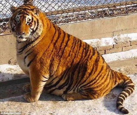 Tiger seal found in Chinese zoo - 9GAG