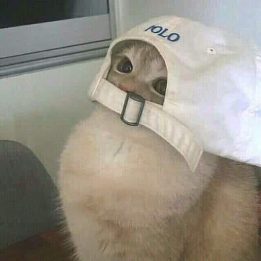 Polo cat