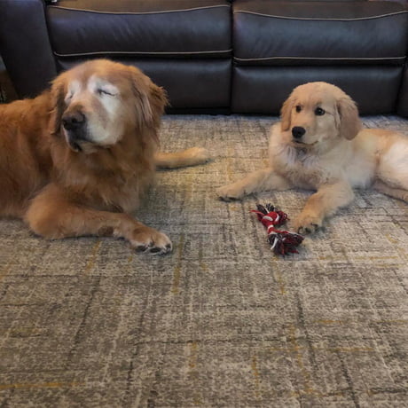 Charlie and maverick golden hot sale retriever