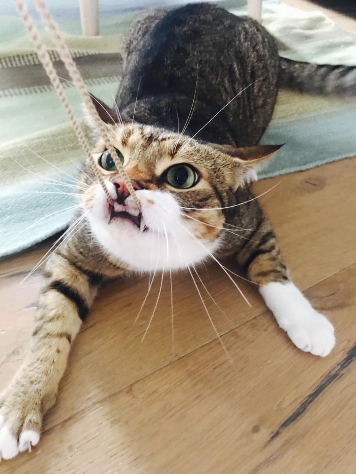 One dangerous boi.