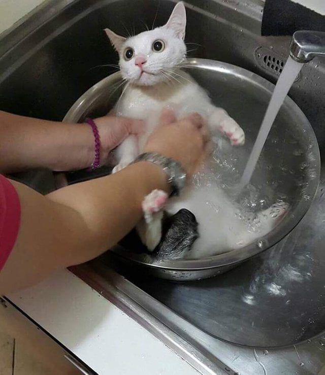 Are u gonna cook me hooman