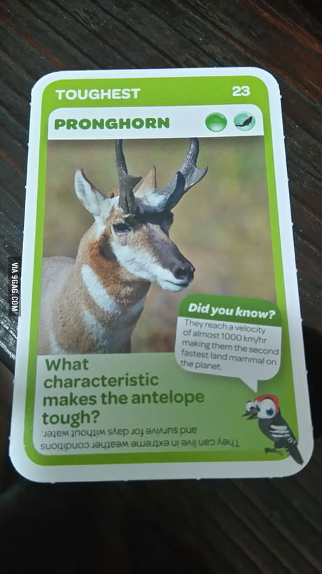 I wonder how fast is the fastest animal on earth then. - 9GAG