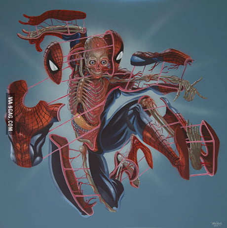 Spider-Man anatomy - 9GAG