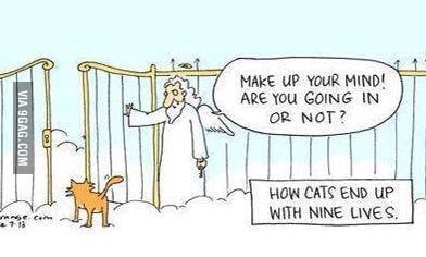 a cat has nine lives