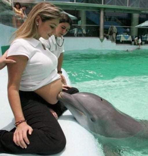Dolphins love pregnant women. They communicate with ultrasound, so they can hear, in addition to yours, your child's heartbeat. Dolphins find pregnancy a fascinating phenomenon.
