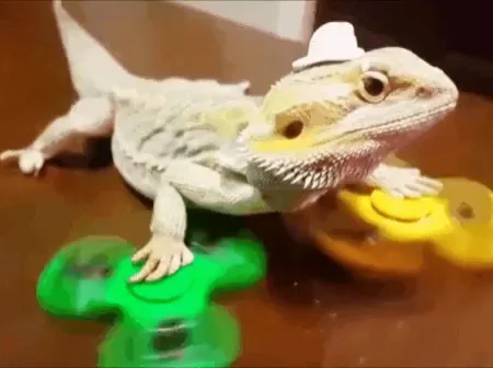 Howdy Bearded Dragon