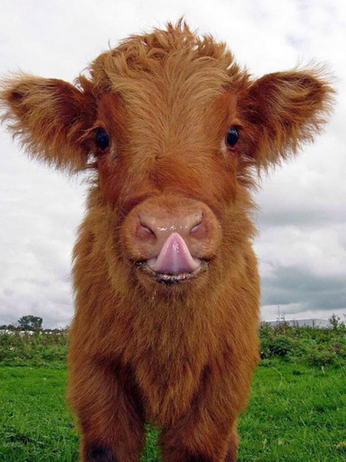 cute-calf-9gag