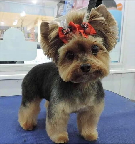 Best 30 Yorkshire Terrier Fun On 9gag