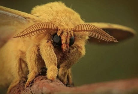 Best 30 Venezuelan Poodle Moth Fun On 9gag