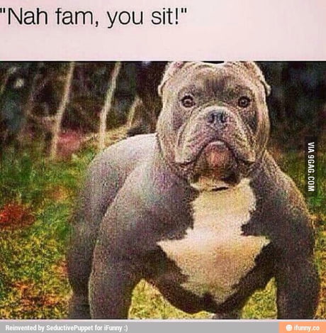 When You Tell Your Dog To Sit Down And He Gives You This Look 9gag