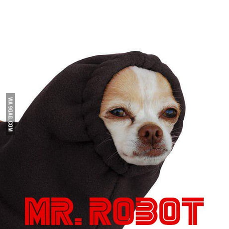 Mr robot hot sale dog