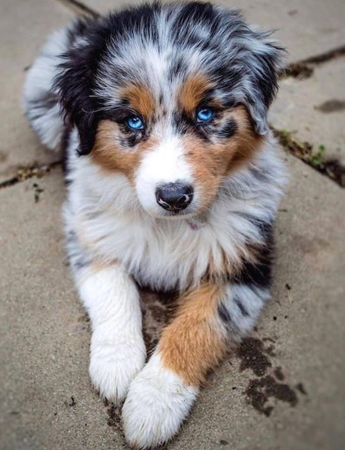 Blue eyed boye