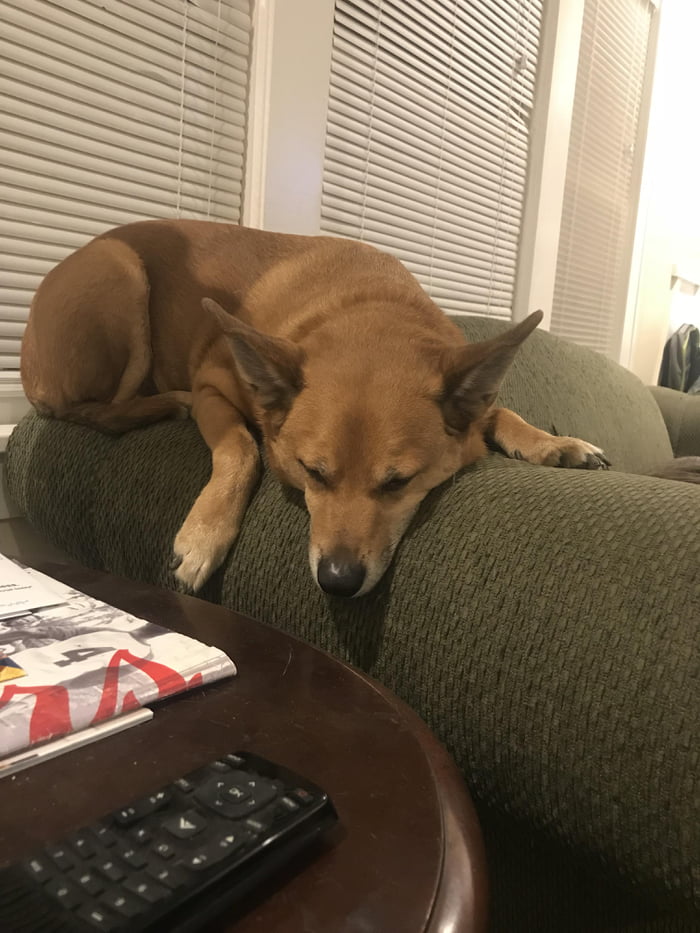 Pupper loves couch arms.