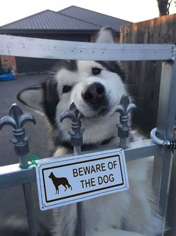 Beware of doggo