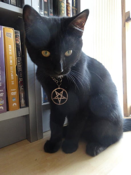 My kitty loves black metal - 9GAG