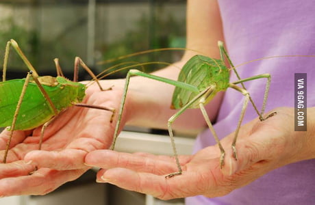 The Giant Malaysian Katydid Nope Their Bodies Can Grow Up To 15 Cm Long With A 25 Cm Long Wingspan 9gag
