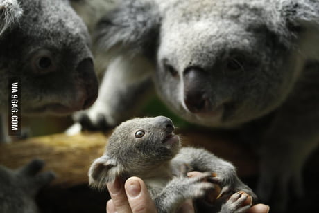 Baby Koala Newborn Koala Jelly Bean