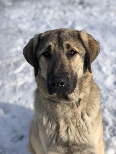 Sarplaninac kangal sales