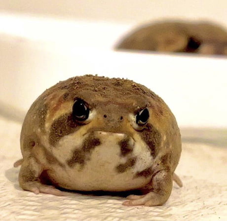 Potato Frog