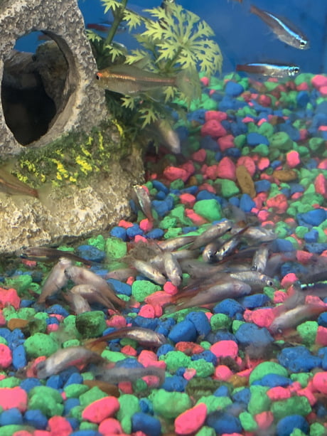 petsmart dead fish