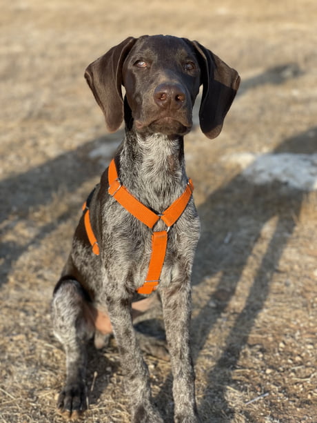 german shepherd wirehaired pointer