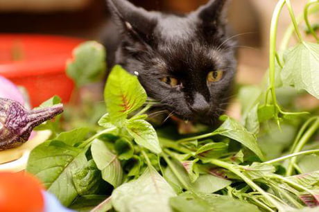 my cat eats lettuce