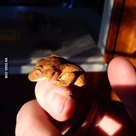 Ancalagon the Black makes Smaug look like a little baby which just emerged  from egg. - 9GAG