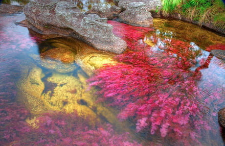 Rainbow River It Is Called The Most Beautiful River In The World Bogota Colombia 9gag