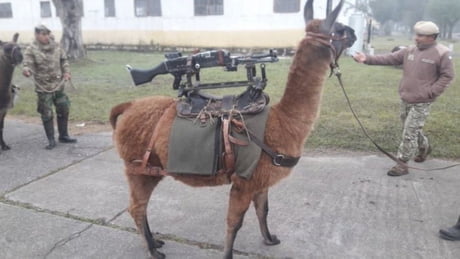 So Machinegun Llamas Are A Thing Now Here In Argentina Please Nuke Us Now Please 9gag