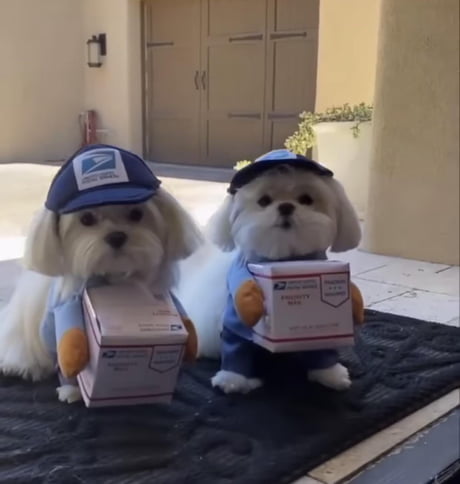 Package delivery! Did you order two cute dogs? - 9GAG
