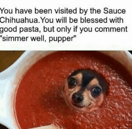 chihuahua in sauce