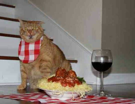 Cat's spaghetti - 9GAG