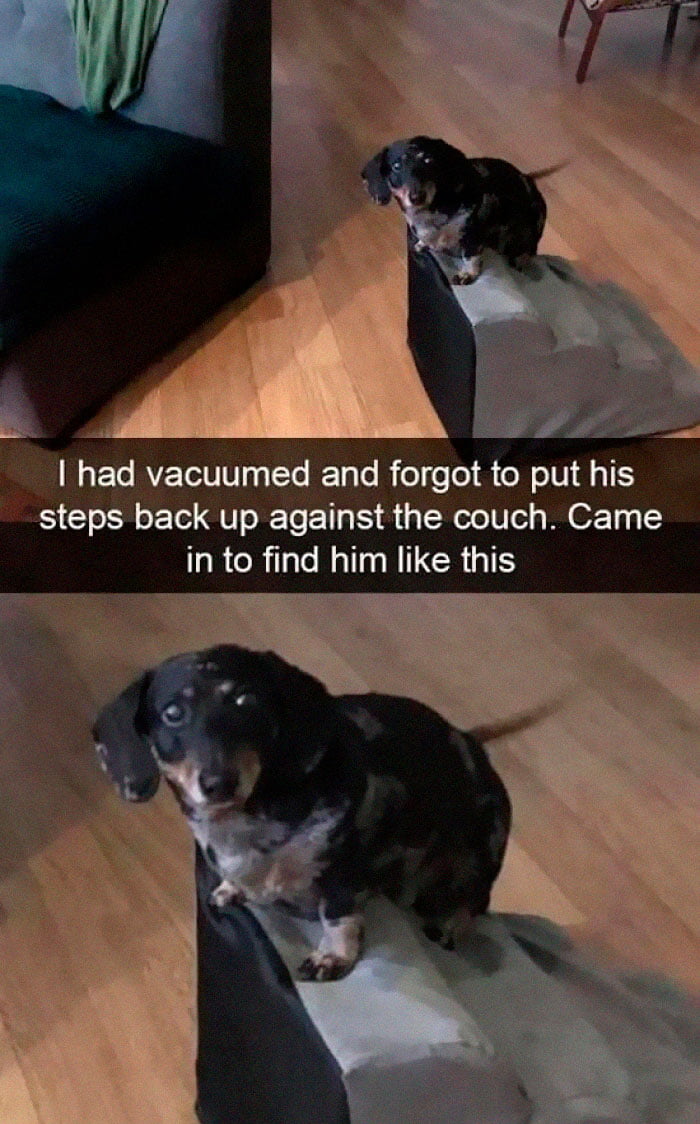 Adorable little doggo.