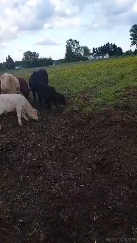 Cows meeting a tortoise