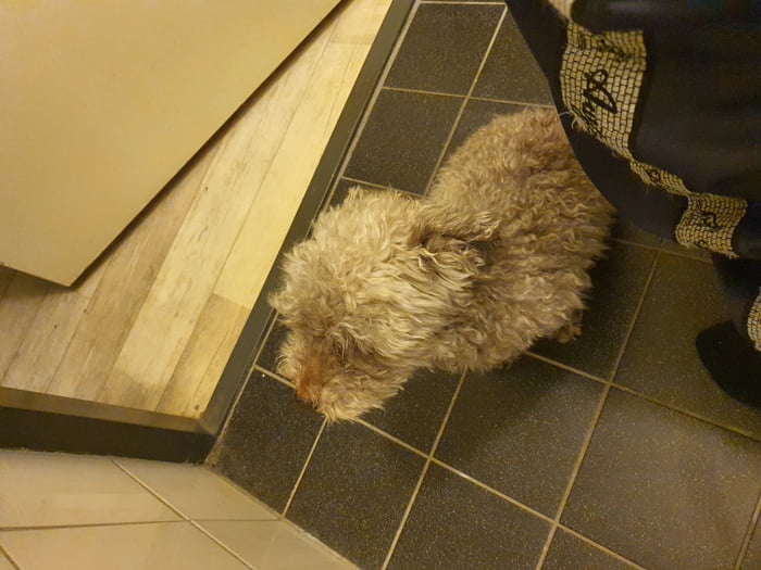 My dog whenever im on the toilet. what an interesting wall. - 9GAG