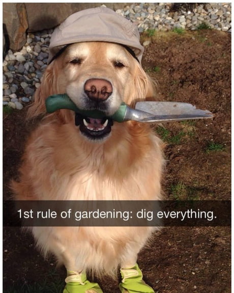 Best Funny digging Memes - 9GAG