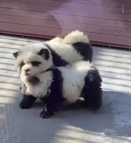 Zoo Dyes Dogs To Pass Them Off As Pandas For 'Panda' Exhibit - 9GAG