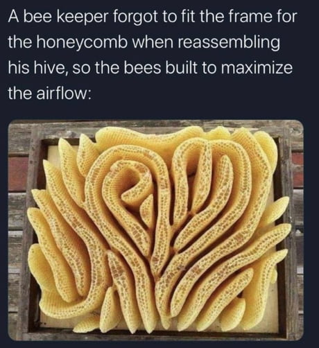 Best Funny Bee Memes 9gag 