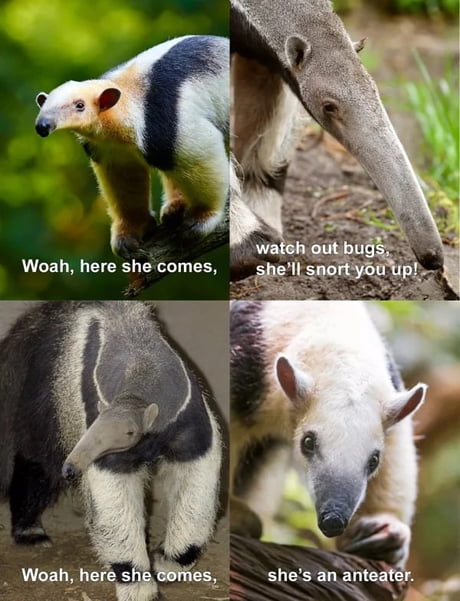 Anteater Meme