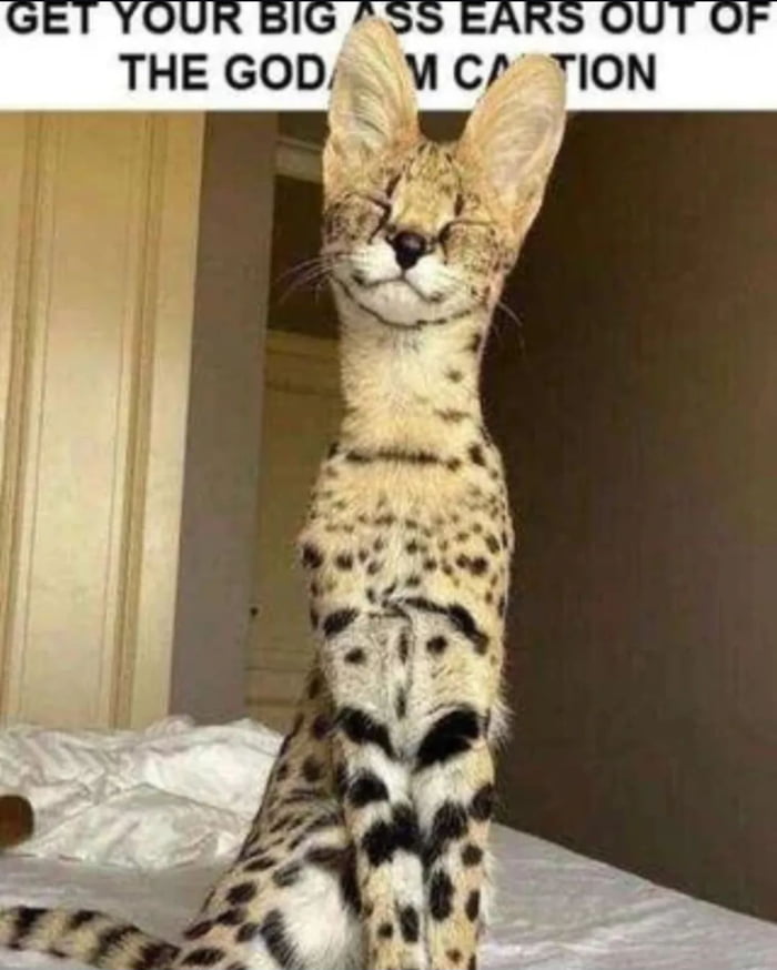 Hes All Ears 9GAG Hes all ears 9gag