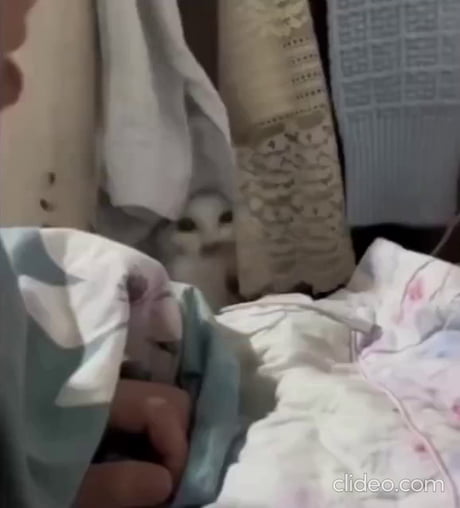 Momma bringing her kittens to her human.