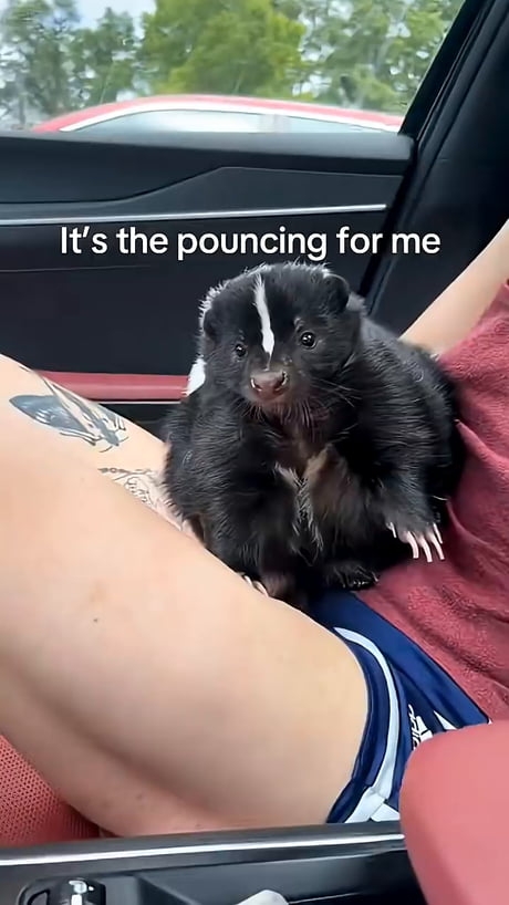 If it breaths, we can pet it - Humans